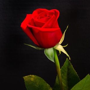 Meet your Posher, Rick